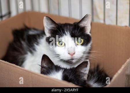 Un gatto domestico con pelo corto, un membro della famiglia Felidae e un carnivoro, con baffi e pellicce, sta riposando all'interno di una scatola di spedizione in legno Foto Stock