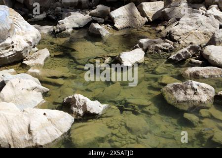 Il pesce di Wadi Bani Khalid nelle sorgenti naturali scorre durante tutto l'anno nelle montagne orientali di Hajar in Oman Foto Stock