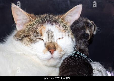 Un primo piano di un gatto domestico dalla panna corta, una creatura carnivora di piccole e medie dimensioni all'interno della famiglia Felidae, che dorme tranquillamente con i suoi occhi clos Foto Stock