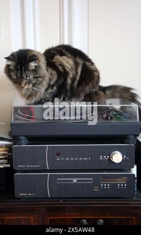 Long Fur Tabby Tom Cat seduto in cima al record Player Surrey England Foto Stock