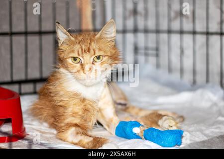 Un gatto di piccole e medie dimensioni con pelliccia arancione e bianca, bendaggi e bendaggi blu sulla zampa. Appartenente alla famiglia Felidae, ha un muso fawn, t Foto Stock