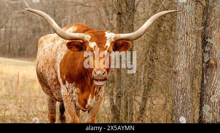 Mucca da manzo longhorn del Texas, Bos taurus, con colori maculati marrone e bianco e tipiche corna lunghe, in piedi vicino agli alberi e cespugliato in un pascolo, fa Foto Stock