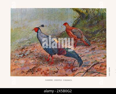 Illustrazioni vintage di uccelli selvatici, fagiani Foto Stock