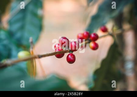 Chicchi di caffè arabica maturi biologici che crescono nei rami delle piantagioni agricole in Thailandia Foto Stock