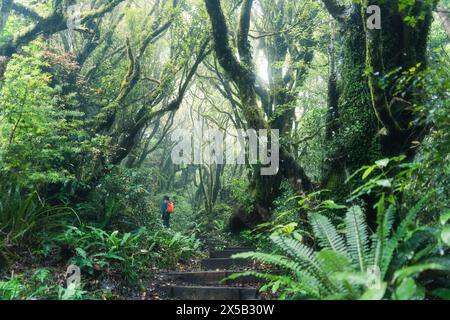 Lussureggiante foresta pluviale tropicale con escursioni turistiche femminili su un sentiero di legno che conduce attraverso di essa. Mangorei Track, parco nazionale di Egmont, nuova Zelanda Foto Stock