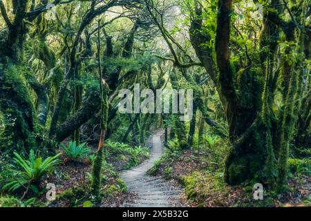 Misteriosa foresta pluviale tropicale lussureggiante con un sentiero in legno che conduce attraverso di essa. Mangorei Track, parco nazionale di Egmont, nuova Zelanda Foto Stock