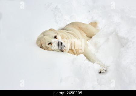 Cane da pastore di Alabai che si gode la neve. Foto Stock