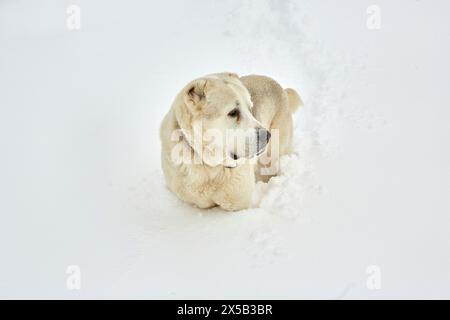 Cane da pastore di Alabai che si gode la neve. Foto Stock