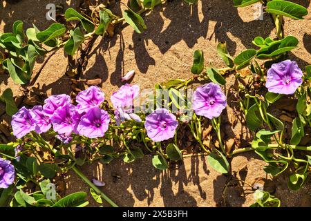 Fiori e foglie della gloria mattutina della spiaggia (Ipomoea pes-caprae), un'alga bindale, importante per la stabilizzazione delle dune. Foto Stock