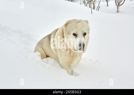 Cane da pastore di Alabai che si gode la neve. Foto Stock