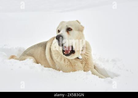 Cane da pastore di Alabai che si gode la neve. Foto Stock