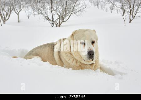 Cane da pastore di Alabai che si gode la neve. Foto Stock