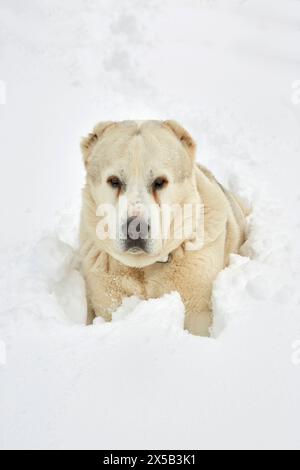 Cane da pastore di Alabai che si gode la neve. Foto Stock