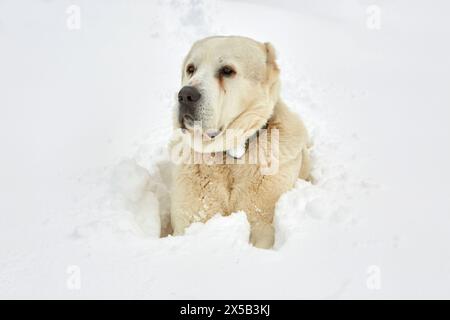 Cane da pastore di Alabai che si gode la neve. Foto Stock