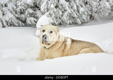 Cane da pastore di Alabai che si gode la neve. Foto Stock