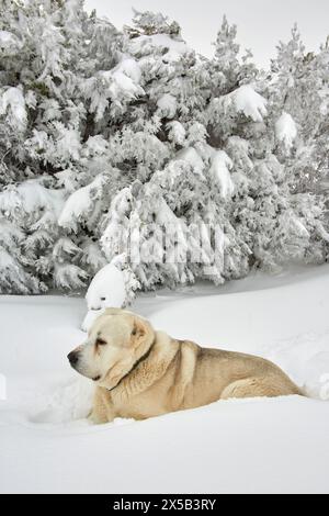 Cane da pastore di Alabai che si gode la neve. Foto Stock