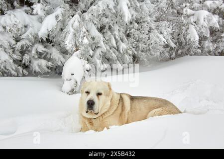 Cane da pastore di Alabai che si gode la neve. Foto Stock