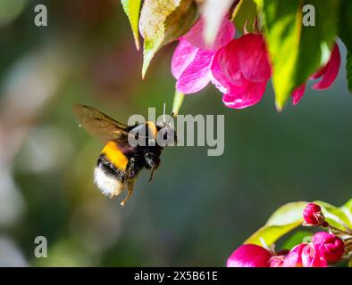 Macro di un bumblebee che vola verso una fioritura di mele rosa Foto Stock