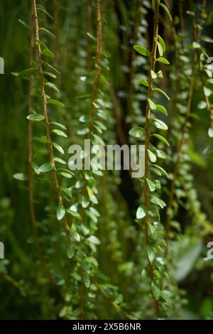 Foglie di Vaccinium microphyllum, parte della famiglia delle Ericaceae. Foto Stock