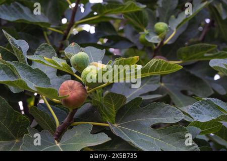 fichi sui rami con foglie verdi, fico con frutti Foto Stock