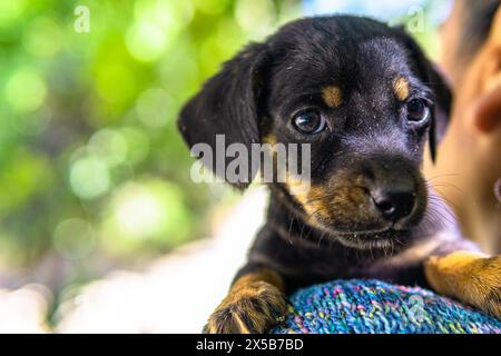Ritratto del cucciolo di Dachshund, del piccolo dachshund, della salsiccia Foto Stock