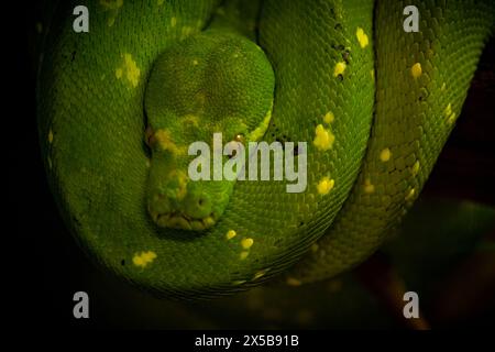 ritratto ravvicinato di un boa di smeraldo, serpente della foresta pluviale nella giungla amazzonica con splendidi occhi di rettili animali Foto Stock