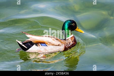 Stockente Eine Stockente schwimmt im Wasser des Bodensees. Kreuzlingen, Schweiz, 27.05.2023 *** Mallard A mallard anatra che nuota nelle acque del lago di Costanza Kreuzlingen, Svizzera, 27 05 2023 Foto Stock