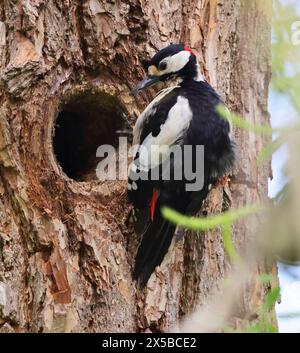 A Great Spotted Woodpecker (Dendrocopos Major) su un tronco di albero nel Gloucestershire Regno Unito Foto Stock