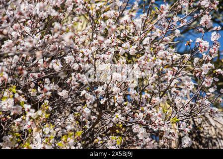 Alberi di albicocca in fiore nelle Western Hajar Mountains, Wakan, Oman Foto Stock