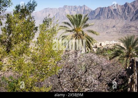 Alberi di albicocca in fiore nelle Western Hajar Mountains, Wakan, Oman Foto Stock