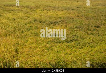 I bellissimi campi di riso di Chishang durante il raccolto, Chishang, Taitung, Taiwan Foto Stock