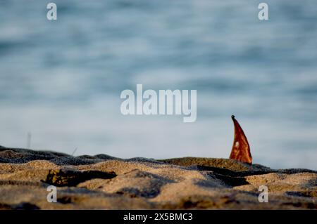 Vista tropicale e sabbia esotica di Senggigi Beach con vedute di calme acque di mare al mattino. Foto Stock