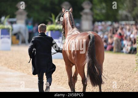 Tom Jackson della Gran Bretagna con Farndon durante la prima ispezione di cavalli a Badminton Horse Trials l'8 maggio 2024, Badminton Estate, Regno Unito (foto di Maxime David - MXIMD Pictures) Foto Stock