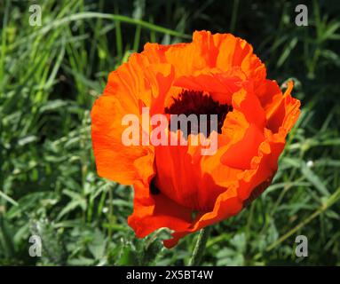 Primo piano di un luminoso fiore di papavero arancione nel Montana Foto Stock