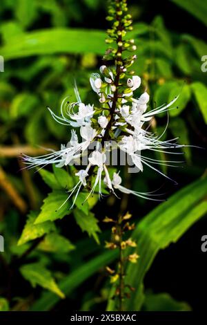 Il fiore dei baffi di gatto o "Orthosiphon aristatus" con sfondo di foglie verdi. Viene anche consumato come erba medicinale come il tè. Foto Stock