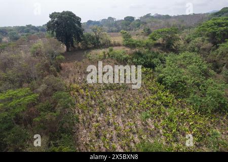 Veduta aerea del drone del campo di piantazione dell'agricoltura nell'america centrale Foto Stock