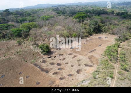 Brucia alberi e erba secca sulla vista aerea del campo marrone Foto Stock