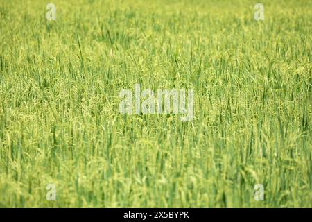 infiorescenza di spikelet di riso. Primo piano con i semi di riso verde in orecchie di risone. Bellissima risaia dorata e orecchie Foto Stock