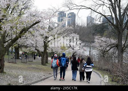 Le folle apprezzano la fioritura dei ciliegi nell'High Park di Toronto, Ontario, Canada Foto Stock