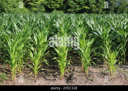 File di giovani piante di granturco verde brillante che crescono in campo agricolo Foto Stock