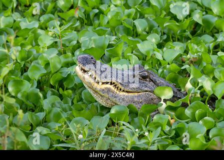 Alligatore americano (Alligator missippiensis) che cammina in boschetti di Giacinto d'acqua (Pontederia [Eichhornia] crassipes), Brazos Bend State Park, T. Foto Stock