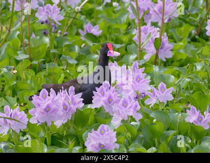Gallinule comune (Gallinula galeata) mangiando petali di fiori di Giacinto d'acqua (crassipes Pontederia [Eichhornia]), Brazos Bend State Park, Texas, USA. Foto Stock