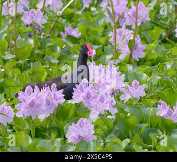 Gallinule comune (Gallinula galeata) mangiando petali di fiori di Giacinto d'acqua (crassipes Pontederia [Eichhornia]), Brazos Bend State Park, Texas, USA. Foto Stock