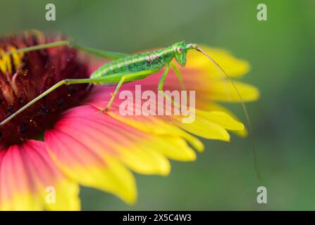 Ninfa di katydid verde (Tettigoniidae) su fiore di coperta indiana (Gallardia pulchella) nelle zone umide della costa del Golfo, Galveston, Texas, Stati Uniti. Foto Stock