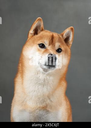 Attento Shiba Inu con uno sguardo attento, cattura in studio. Questo cane dall'aspetto deciso e dal comportamento aggressivo risplendono in un ambiente controllato da studio Foto Stock