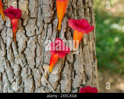 Vista ravvicinata sul lato di una corteccia d'albero alla luce del sole le vigne di tromba (Campsis radicans) cremose di fioriture a forma di tromba rossa e arancione. Foto Stock