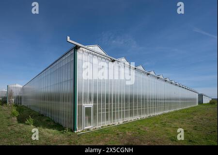 Serre moderne a Knoblauchsland, la più grande area di coltivazione vegetale della Germania vicino a Norimberga, Franconia media, Baviera, Germania Foto Stock