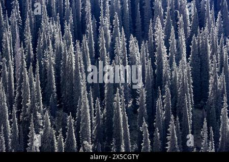 Foresta di conifere, molti alberi, Fir siberiano (Abies sibirica), monti Tien Shan, Kirghizistan Foto Stock