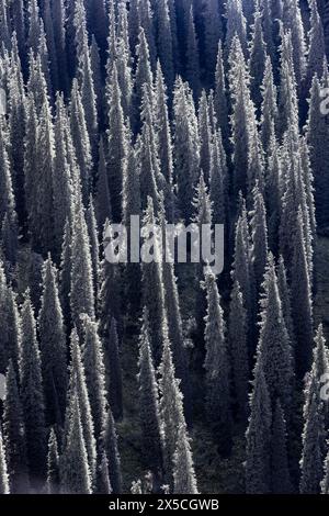 Foresta di conifere, molti alberi, Fir siberiano (Abies sibirica), monti Tien Shan, Kirghizistan Foto Stock