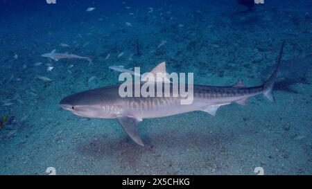 Lo squalo tigre (Galeocerdo cuvier) dal lato, appena sopra il fondo marino, circondato da altri pesci. Sito per immersioni Jupiter, Florida, Stati Uniti Foto Stock